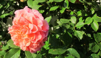 Gottesdienst am 28. Juni