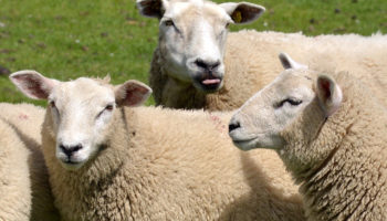 Gottesdienst am 26. April - Hirtensonntag